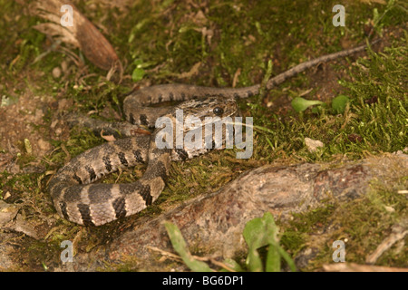 Les jeunes Blotched Serpent d'eau Nerodia erythrogaster transversa 22 mai nouveau-né Colubridae Banque D'Images