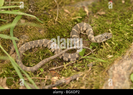 Blotched Serpent d'eau Nerodia erythrogaster transversa 22 mai nouveau-né Colubridae Banque D'Images