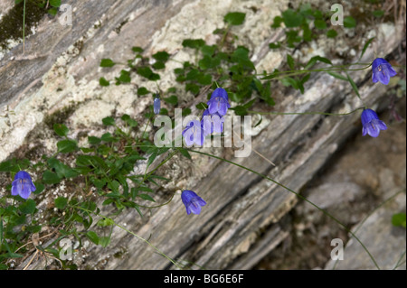 L'Italie, Piémont, Bardonecchia (d), entre les rochers campanulas Banque D'Images