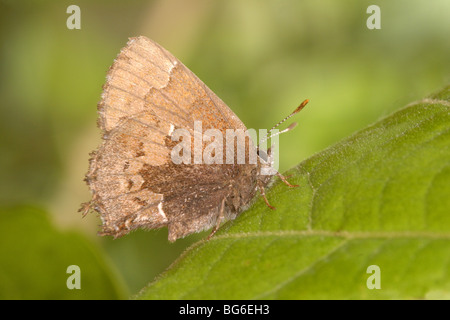 Papillon adulte repose sur la leaf au Roaring River State Park, Barry County, Missouri. Henry's Lutin givré Callophrys henrici Banque D'Images