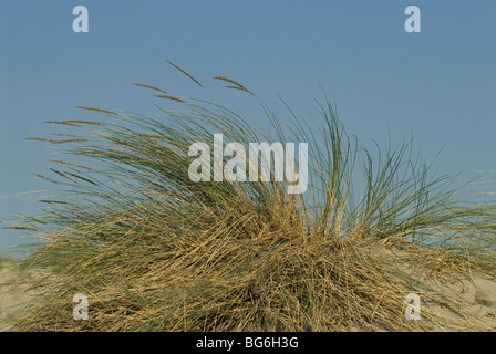 En France, en Camargue, la végétation des dunes Banque D'Images