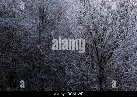 Frosty trees, près de Kelso, Roxburghshire, Ecosse Banque D'Images