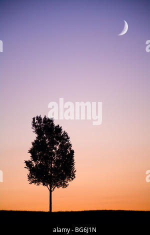 Lonely tree at sunset Banque D'Images