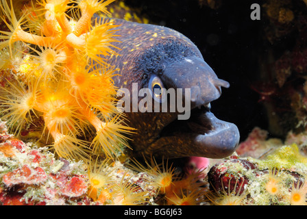 Moray Méditerranée poisson dans la mer Méditerranée, au large de Monaco Banque D'Images