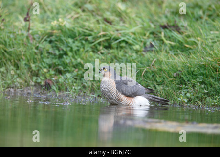 Sparrow hawk (Accipter nisus mâle dans l'étang de baignade) Banque D'Images