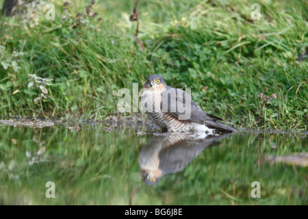 Sparrow hawk (Accipter nisus mâle dans l'étang de baignade) Banque D'Images