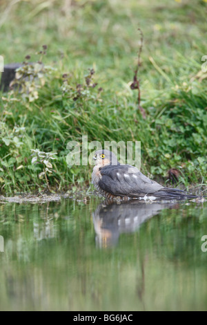 Sparrow hawk (Accipter nisus mâle dans l'étang de baignade) Banque D'Images