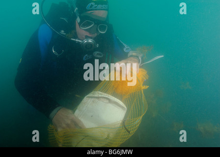 Scuba Diver l'élimination des déchets de l'underwater bas de Saint Jean Cap Ferrat Banque D'Images