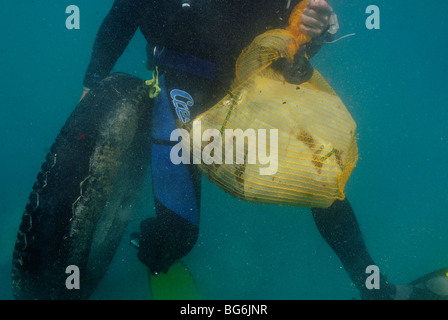 Scuba Diver l'élimination des déchets de l'underwater bas de Saint Jean Cap Ferrat Banque D'Images