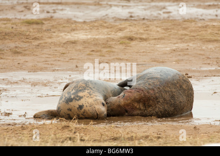 Une paire de phoques gris sur les bancs de l'accouplement au Donna Nook réserve naturelle. Banque D'Images