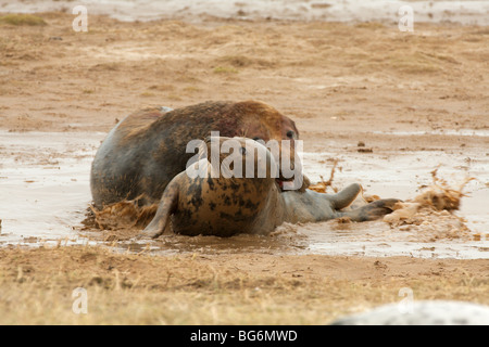 Une paire de phoques gris sur les bancs de l'accouplement au Donna Nook réserve naturelle. Banque D'Images