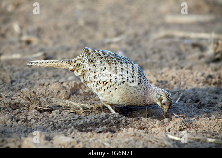 Le faisan commun (Phasianus colchicus) femelle / femelle nourriture dans domaine Banque D'Images