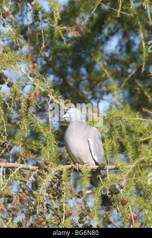 Pigeon ramier (Columba palumbus) perching en mélèze Banque D'Images