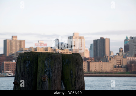 Un jeune goéland à bec cerclé, perché sur un pylône à l'East River et de Brooklyn à l'arrière-plan. Banque D'Images