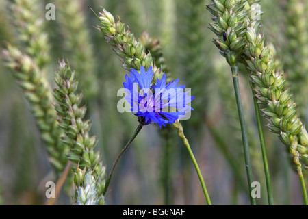 Le bleuet (Centaurea cyanus) dans le champ de blé en fleur Banque D'Images