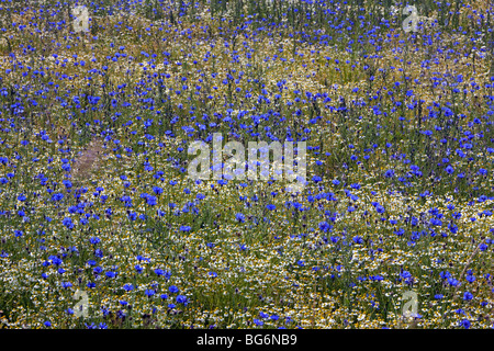 Bleuet (Centaurea cyanus) dans le champ de la floraison Banque D'Images