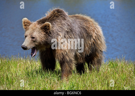 L'ours brun (Ursus arctos) sur les bords de la rivière le bâillement, Suède Banque D'Images