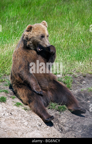 Sleepy'ours brun (Ursus arctos) assis sur les bords de la rivière, la Suède Banque D'Images