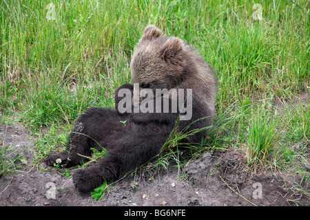 L'ours brun (Ursus arctos) cub, Suède fourrure toilettage Banque D'Images