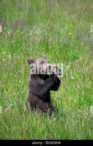 L'ours brun (Ursus arctos) cub de manger de la viande, dans un pré, Suède Banque D'Images