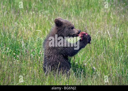 L'ours brun (Ursus arctos) cub de manger de la viande, dans un pré, Suède Banque D'Images