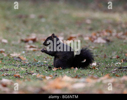 Scirius carolinensis écureuil gris (noir) alimentation mutant acorn Banque D'Images