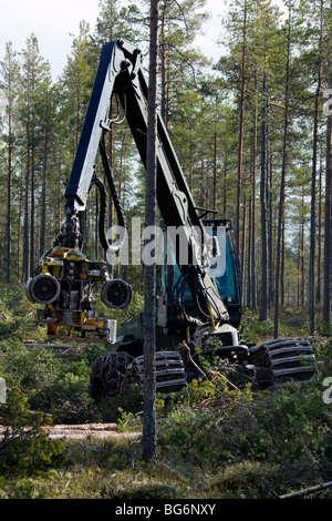 L'industrie forestière bois montrant / arbres abattus par des engins forestiers / Timberjack harvester dans une forêt de pins Banque D'Images