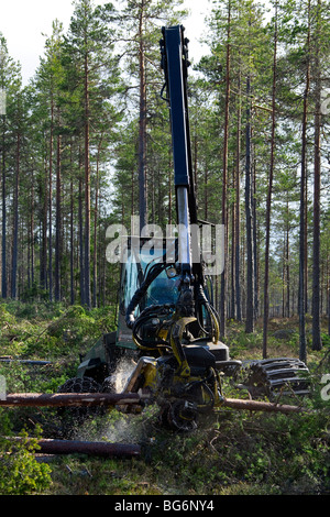 L'industrie forestière bois montrant / arbres abattus par des engins forestiers / Timberjack harvester dans une forêt de pins Banque D'Images