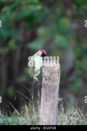 Pic Vert (Picus viridis) mâle sur l'après side view Banque D'Images