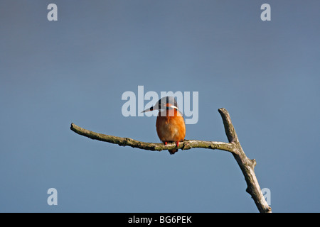 Kingfisher (Alcedo atthis) mâle perching on branch Banque D'Images