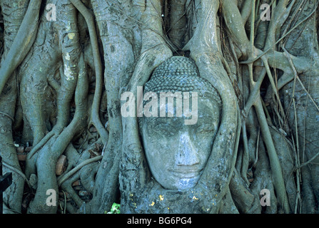 Tête d'une statue de Bouddha devenu un arbre à Wat Mahatat à Ayutthayah, Thaïlande Banque D'Images