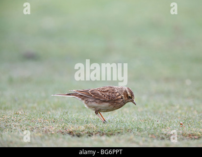 Alouette des champs (Alauda arvensis) à la recherche de nourriture dans l'herbe courte Banque D'Images