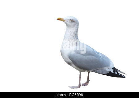 Goéland argenté (Larus argentatus) des profils avec fond blanc Banque D'Images