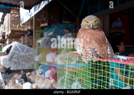 Owl à vendre à Pasar Ngasem marché aux oiseaux, Yogyakarta, Java, Indonésie Banque D'Images