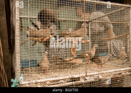 Oiseaux à vendre à Pasar Ngasem marché aux oiseaux, Yogyakarta, Java, Indonésie Banque D'Images