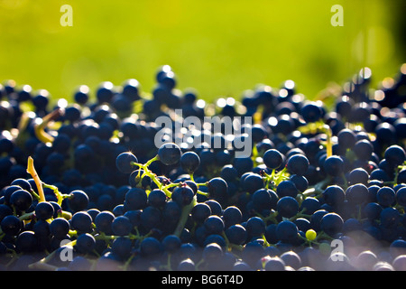 Les raisins récoltés dans un vignoble à Kelowna, Okanagan, Colombie-Britannique, Canada. Banque D'Images