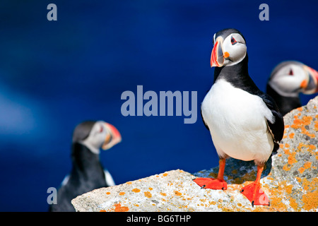 Le macareux moine, Fratercula arctica, nichant sur l'Île aux Oiseaux près de la côte de phare du cap Bonavista, Bonavista Peninsula, Banque D'Images