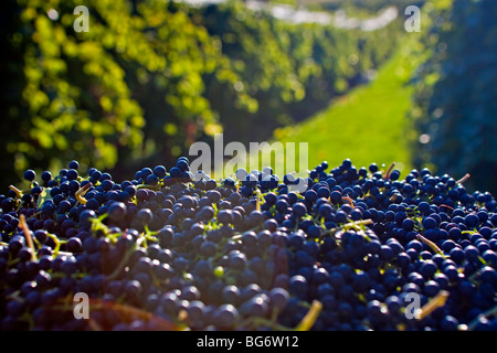 Les raisins récoltés dans un vignoble à Kelowna, Okanagan, Colombie-Britannique, Canada. Banque D'Images