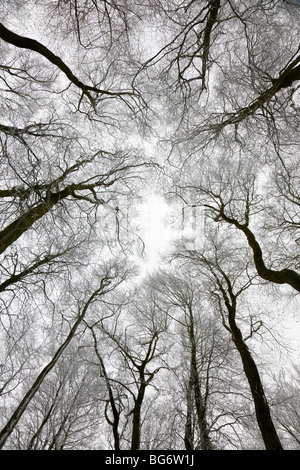 À la cime des arbres jusqu'à l'hiver, Gloucestershire, Royaume-Uni Banque D'Images