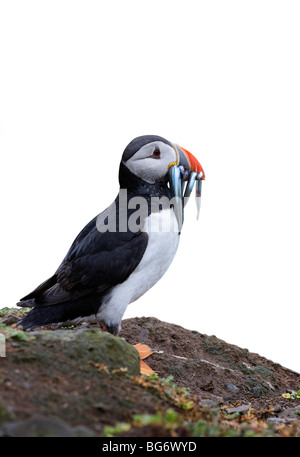 Macareux moine (Fratercula arctica) avec lançon Banque D'Images