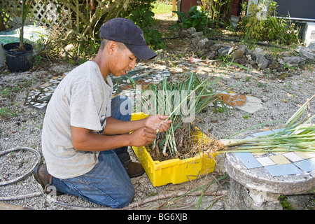 La citronnelle sépare travailleur sur l'agriculture soutenue par la communauté (ASC) ferme dans la région de Redland au sud de Miami, Floride. Banque D'Images