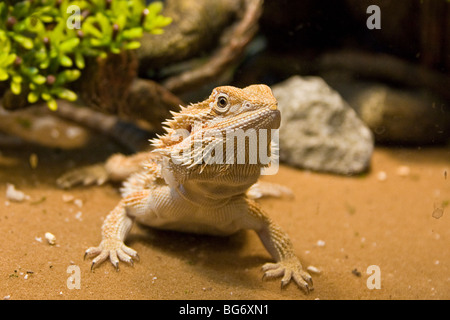 Lézard dragon barbu, Pogona vitticeps, dans son réservoir Banque D'Images