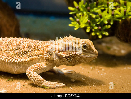 Lézard dragon barbu, Pogona vitticeps, dans son réservoir Banque D'Images