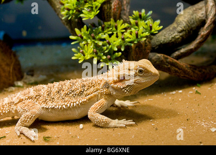 Profil de lézard dragon barbu, Pogona vitticeps Banque D'Images