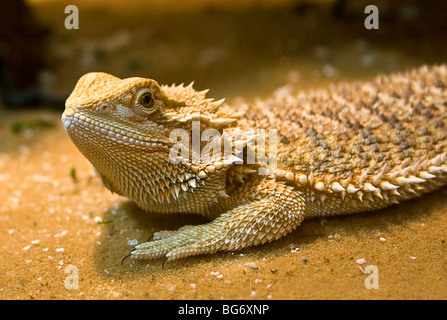 Lézard dragon barbu, Pogona vitticeps, dans son réservoir Banque D'Images