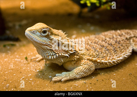 Lézard dragon barbu, Pogona vitticeps, dans son réservoir Banque D'Images