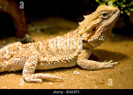 Lézard dragon barbu. Les Pogona vitticeps Banque D'Images