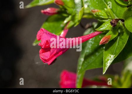 4 heures "Rubra" Fleur (Mirabilis jalapa) Banque D'Images