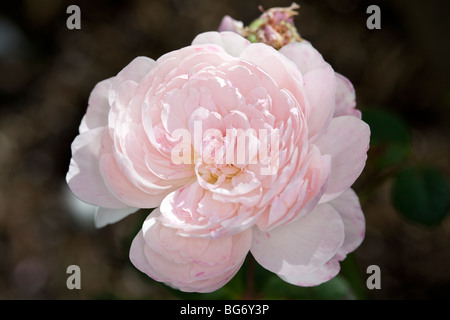 Eglantyne, 'Ausmak' English Rose, fransk ros (Rosa) Banque D'Images