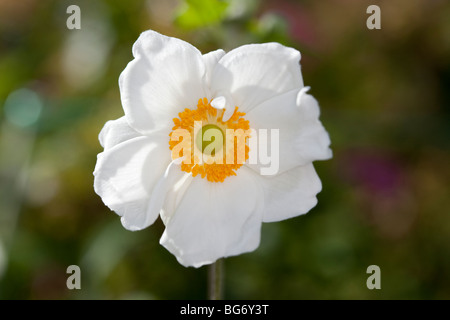 'Honorine Jobert' anémone Japonaise, Höstanemon (Anemone x hybrida) Banque D'Images